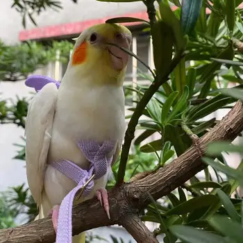 Летающая тяговая веревка для птиц Parrot Bird, регулируемый поводок для птичьей упряжи, Ультралегкая с удобной ручкой, летающие тяговые ремни, лента